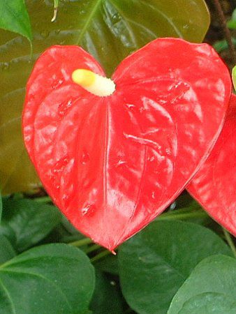 �A���X���E��(Anthurium)