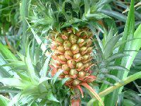 �p�C�i�b�v��(Pineapple)