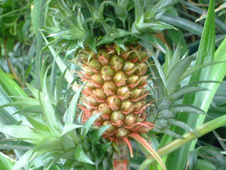 �p�C�i�b�v��(Pineapple)