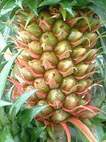 �p�C�i�b�v��(Pineapple)