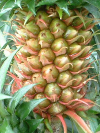�p�C�i�b�v��(Pineapple)
