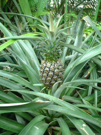 �p�C�i�b�v��(Pineapple)