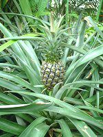 �p�C�i�b�v��(Pineapple)