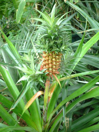 �p�C�i�b�v��(Pineapple)