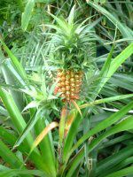 �p�C�i�b�v��(Pineapple)