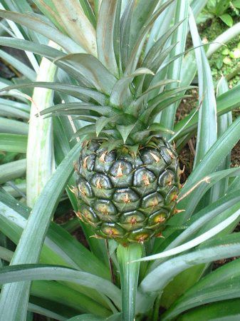 �p�C�i�b�v��(Pineapple)