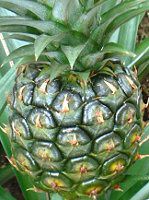 �p�C�i�b�v���iPineapple�j