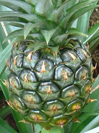 �p�C�i�b�v���iPineapple�j