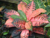 �N���g��(Croton)