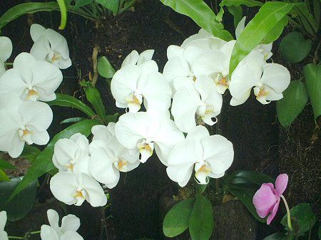 �R�`���E����(�Ӓ���)