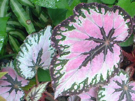 �J���W�E��(Caladium)