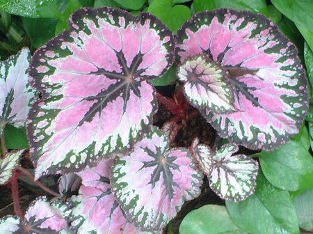 �J���W�E��(Caladium)