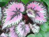 �J���W���E��(Caladium)