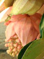 ���f�B�j���E�}�O�j�t�B�J(Medinilla magnifica)