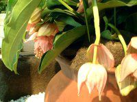 ���f�B�j���E�}�O�j�t�B�J(Medinilla magnifica)