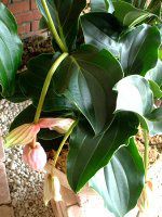 ���f�B�j���E�}�O�j�t�B�J(Medinilla magnifica)