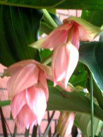 ���f�B�j���E�}�O�j�t�B�J(Medinilla magnifica)