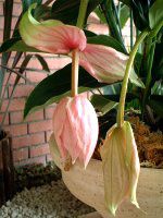 ���f�B�j���E�}�O�j�t�B�J(Medinilla magnifica)