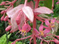���f�B�j���E�}�O�j�t�B�J(Medinilla magnifica)