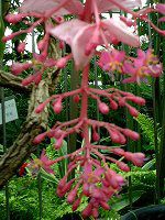 ���f�B�j���E�}�O�j�t�B�J(Medinilla magnifica)