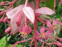 ���f�B�j���E�}�O�j�t�B�J(Medinilla magnifica)