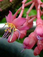 ���f�B�j���E�}�O�j�t�B�J(Medinilla magnifica)