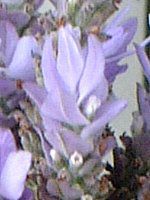 ���x���_�[(Lavender)