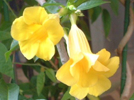 �A���}���_(Allamanda)