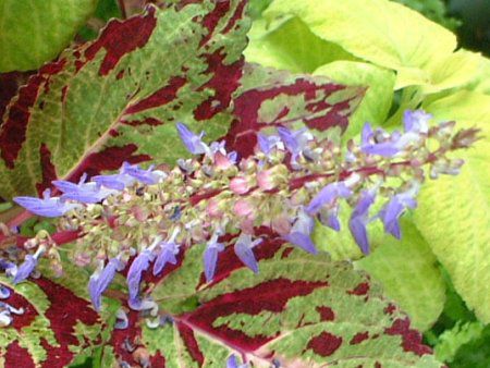 �R���E�X(Coleus)